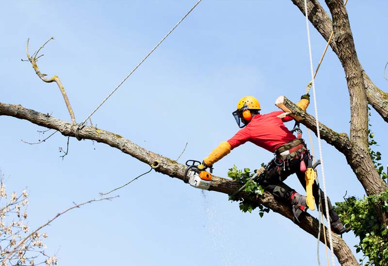 Tree Felling TK Hone Tree Felling TK Hove