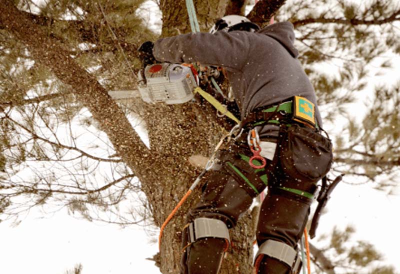 Tree Felling TK Hove in Tree Tree Felling TK Hove in Tree