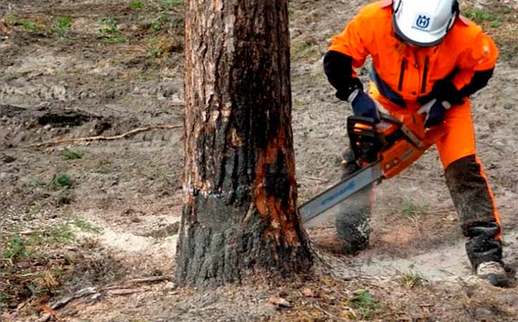 Tree Felling Tree Felling